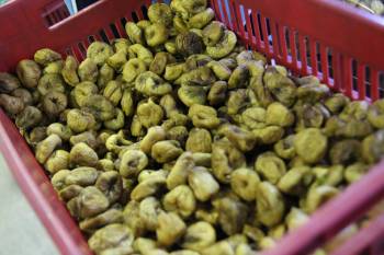 "Γιορτή Σύκου" στον Πολύλοφο