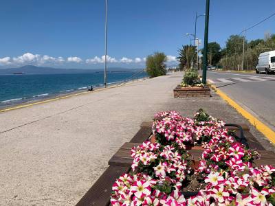 Εργασίες φύτευσης στο Δήμο Καλαμάτας