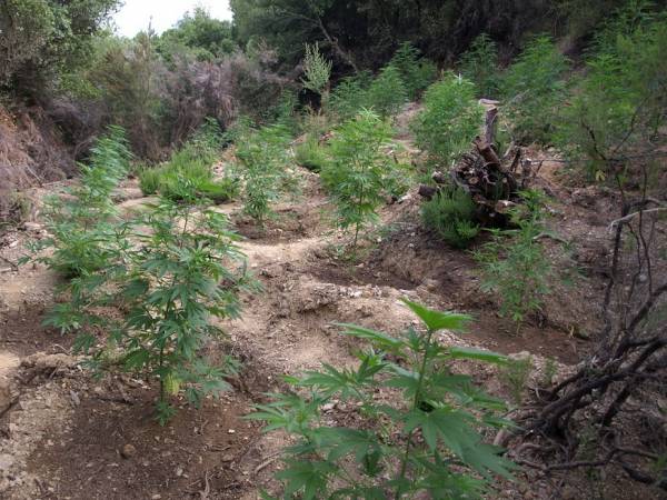 &quot;Δάσος&quot; 1.102 χασισόδεντρων στη Λακωνία