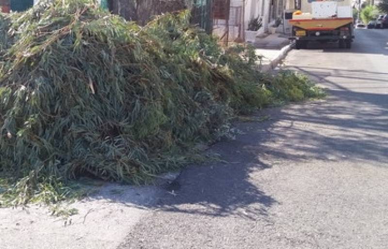 Καλεί τους ιδιοκτήτες ακινήτων να κόψουν επικίνδυνα κλαδιά ο Δήμος Μεσσήνης