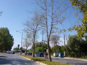 Μύκητας ξεραίνει πλατάνια στη νησίδα της Αρτέμιδος
