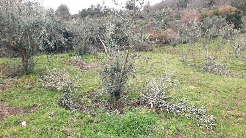 Καταστροφές από αδέσποτα βοοειδή στο Μαργέλι