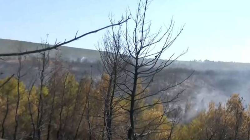 Σε ύφεση η φωτιά στον Ωρωπό: Μικρές αναζωπυρώσεις προκαλούν ανησυχία, άμεση η αντίδραση των εναέριων μέσων – 1.000 στρέμματα δάσους έγιναν στάχτη
