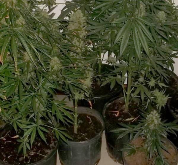 Καλλιεργούσε 7 φυτά χασίς στο σπίτι του στη Μεσσήνη