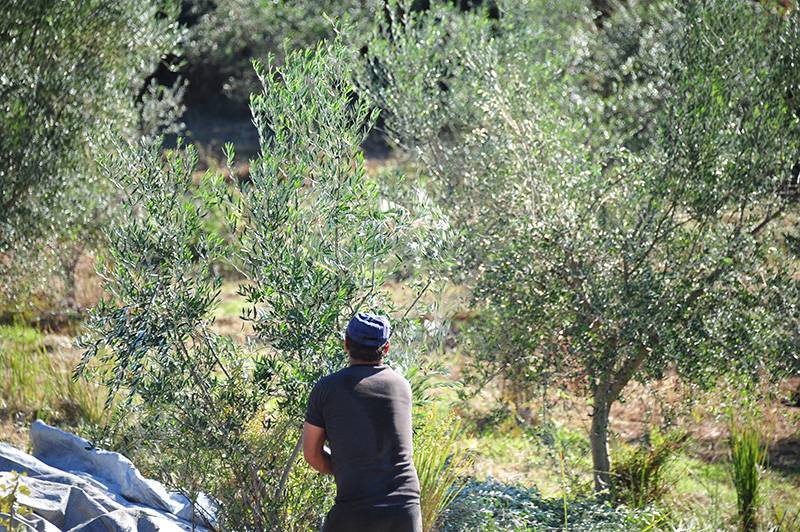 Κενά στη δακοκτονία βλέπει η Περιφέρεια Πελοποννήσου (βίντεο)