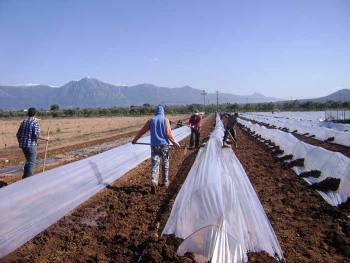 6.000 στρ. καρπούζι στην Τριφυλία  - 10% περισσότερα από πέρσι