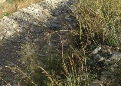 Ο πρόεδρος Άρης Σκλάβος ζητεί άμεσο καθαρισμό των ρεμάτων στην Ελαία