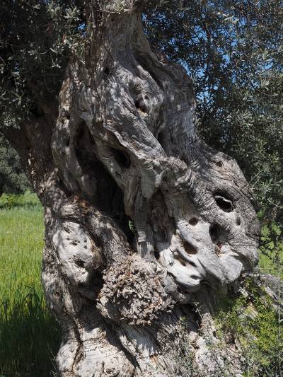 Ποιος θα σώσει τον πρωτογενή τομέα της Πελοποννήσου ;