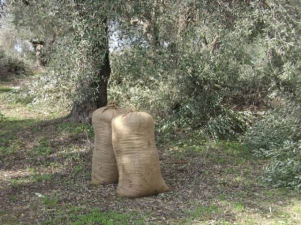 Περιμένουμε από ένα κράτος που δεν μπορεί να κάνει τίποτα