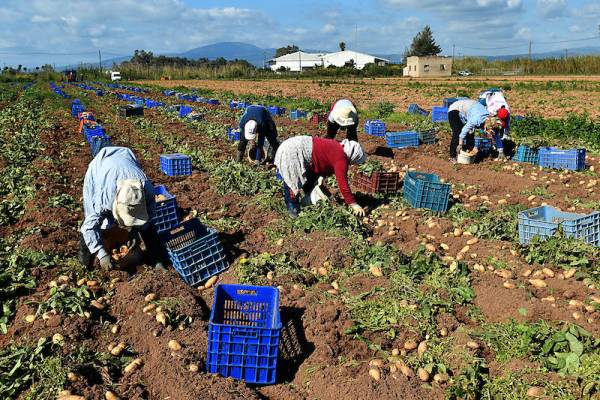 Ξεκίνησε η συγκομιδή σε Καλαμάτα - Μεσσήνη: Με καλές τιμές η ανοιξιάτικη πατάτα (βίντεο-φωτογραφίες)
