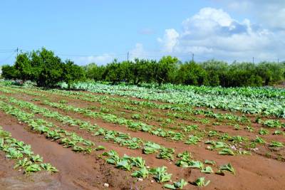 80.000 ευρώ για ζημιές στην Ενότητα Γαργαλιάνων
