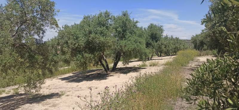 Συστάσεις της ΔΑΟΚ Τριφυλίας για έλεγχο ελαιοκομικού μητρώου