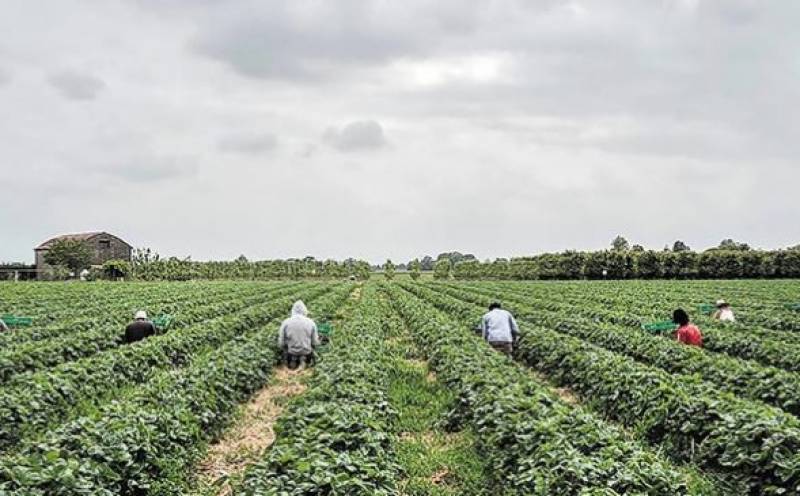 Χρυσομάλλης για απασχόληση ανέργων σε αγροτικές εργασίες