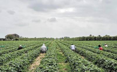 Χρυσομάλλης για απασχόληση ανέργων σε αγροτικές εργασίες