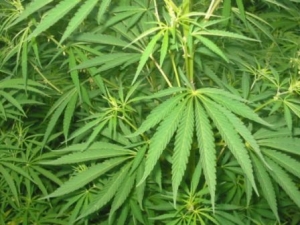 Αφγανός μαχαίρωσε Πακιστανό για χασισοφυτεία στα Κρεμμύδια