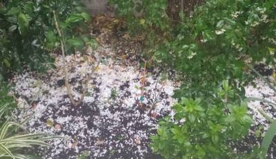 Τύρναβος: Ζημιές σε καλλιέργειες από έντονη χαλαζόπτωση (βίντεο)