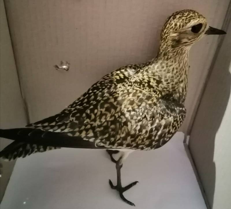 Μεσσηνία: Σπάνιο βροχοπούλι στο Κέντρο Περίθαλψης Αγριας Ζωής