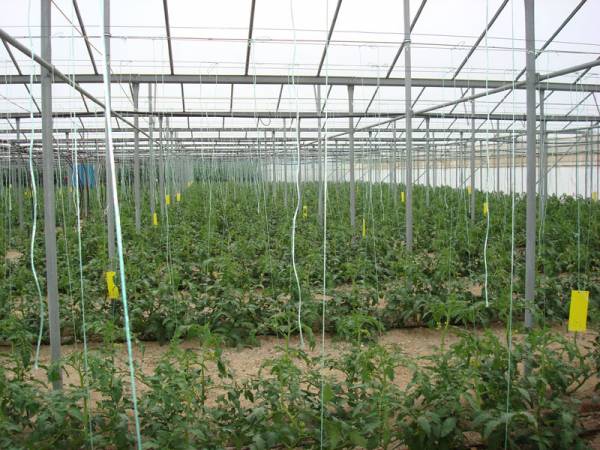 Πρόβλημα στην καλλιέργεια φθινοπωρινής ντομάτας στην Τριφυλία