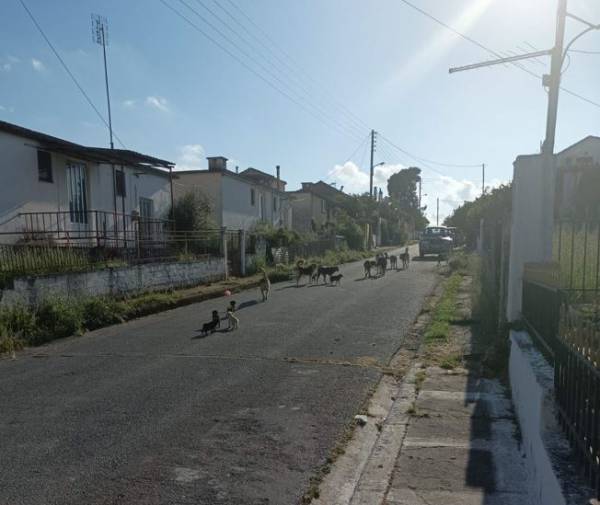 Αγέλη αδέσποτων σκύλων στο Δώριο