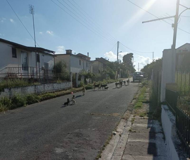 Αγέλη αδέσποτων σκύλων στο Δώριο