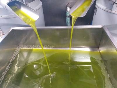 Η ελαιοπαραγωγή να βρει το δρόμο της αγοράς