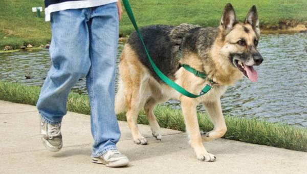 Τροφή για αδέσποτα ζητεί ο Φιλοζωικός Ομιλος Καλαμάτας