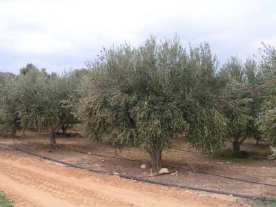 Συνεργασία για το μέλλον της ελαιοκαλλιέργειας