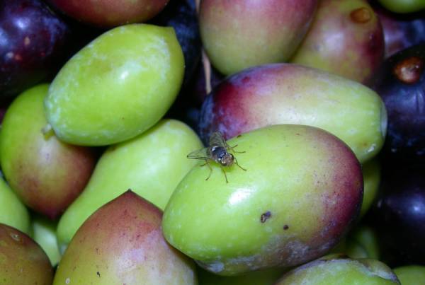 Αχαρος ο ρόλος του ΣΥΡΙΖΑ Μεσσηνίας να δικαιολογήσει τα αδικαιολόγητα για την καταστροφή των ελαιοπαραγωγών από το δάκο