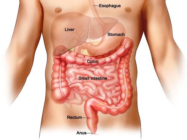 Ξεκινάει σήμερα το 35ο Πανελλήνιο Συνέδριο Γαστρεντερολογίας