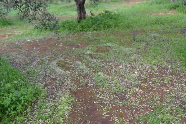 Η καταστροφή από το δάκο δείχνει το δρόμο της ευθύνης 