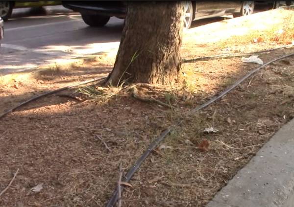 Απότιστα δέντρα λόγω βλάβης του αρδευτικού