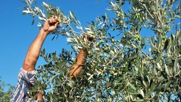 Τρέχουν και δεν φτάνουν οι αγρότες για τις ενισχύσεις - Καθυστερημένες εγκύκλιοι από τον ΟΠΕΚΕΠΕ