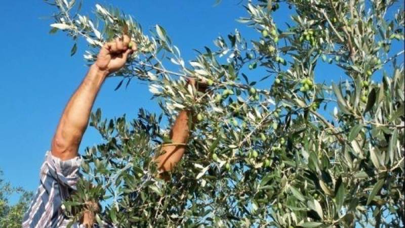 Τρέχουν και δεν φτάνουν οι αγρότες για τις ενισχύσεις - Καθυστερημένες εγκύκλιοι από τον ΟΠΕΚΕΠΕ