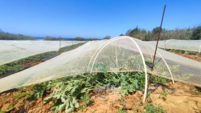 Ξεκίνησε το ξεσκέπασμα των καρπουζιών στην Τριφυλία