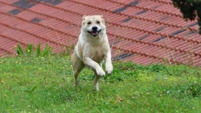 Στείρωση ή αποστολή DNA για τα ζώα συντροφιάς προβλέπει νομοσχέδιο του ΥΠΕΣ