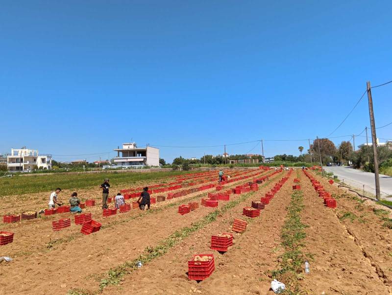 Μεσσηνία: Χαμηλές αποδόσεις στην ανοιξιάτικη πατάτα - Απελπισμένοι οι πατατοπαραγωγοί