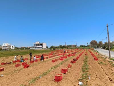 Μεσσηνία: Χαμηλές αποδόσεις στην ανοιξιάτικη πατάτα - Απελπισμένοι οι πατατοπαραγωγοί