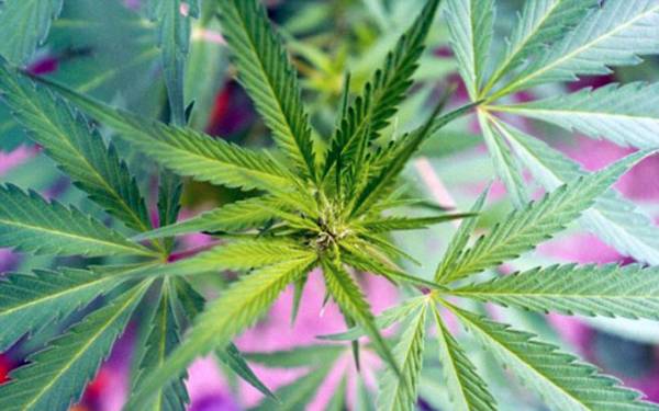 Τρία χασισόδεντρα στη Σκάλα Μεσσηνίας