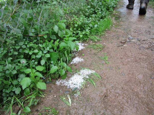 Ζημιές από χαλάζι στα Γιαννιτσάνικα