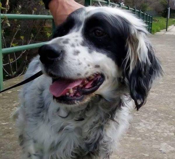 Μήπως γνωρίζει κάποιος τον ιδιοκτήτη αυτού του όμορφου σκύλου;