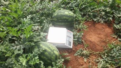 Ετοιμο το υπερπρώιμο καρπούζι στην Τριφυλία (βίντεο)