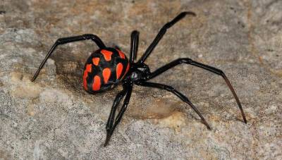 Τσίμπημα από «μαύρη χήρα» έστειλε 65χρονη γυναίκα στο νοσοκομείο Πατρών