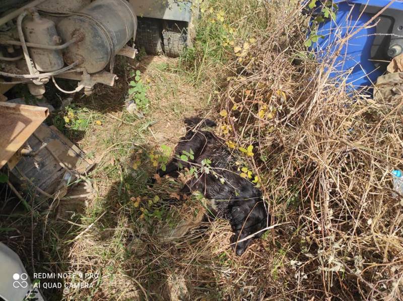 Φόλες για ακόμη μια φορά στα Φιλιατρά