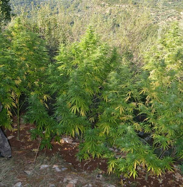 Χασισόδεντρα μέχρι και... 5 μέτρα σε περιοχές των Δήμων Πύλου-Νέστορος και Μεσσήνης