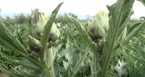 H αγρια αγκινάρα Μικρομάνης στην &quot;Ευφορη Γη&quot; (βίντεο)