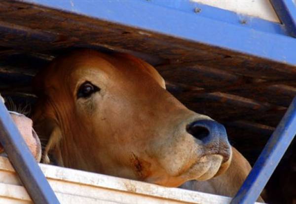 Σεμινάριο κατάρτισης μεταφορέων ζώντων ζώων