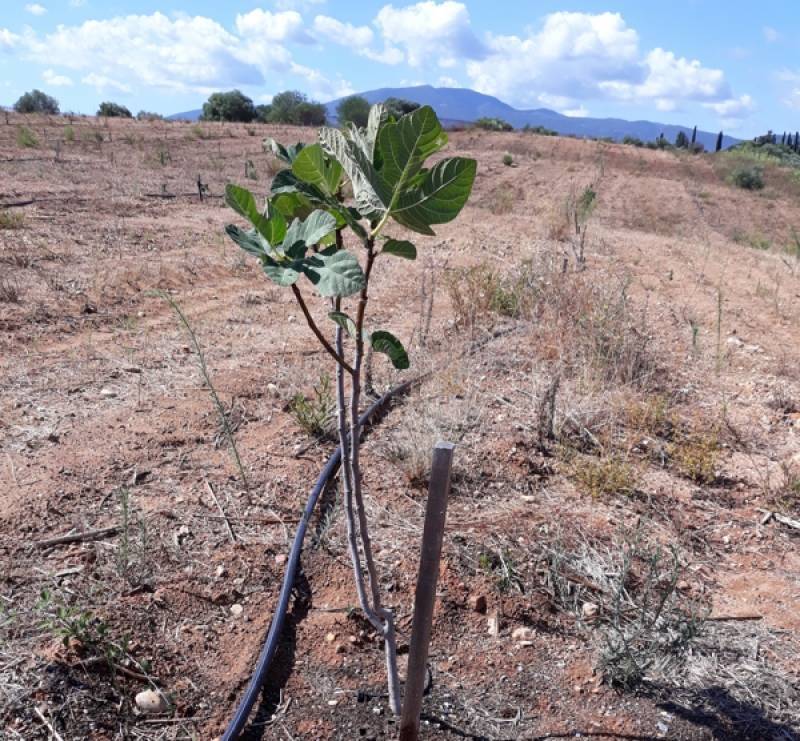 Αρνητικό ρεκόρ βροχόπτωσης: Η ξηρασία απειλεί φέτος τη Μεσσηνία