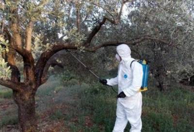 Μεσσηνία: Το πρόγραμμα δακοκτονίας για την Πέμπτη 1/9