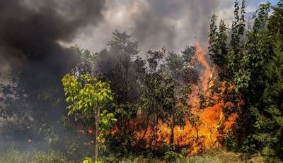 Φωτιά στο Νότιο Πήλιο