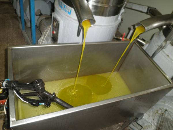 Από 30% μέχρι και 80% κάτω η παραγωγή λαδιού στη Μεσσηνία